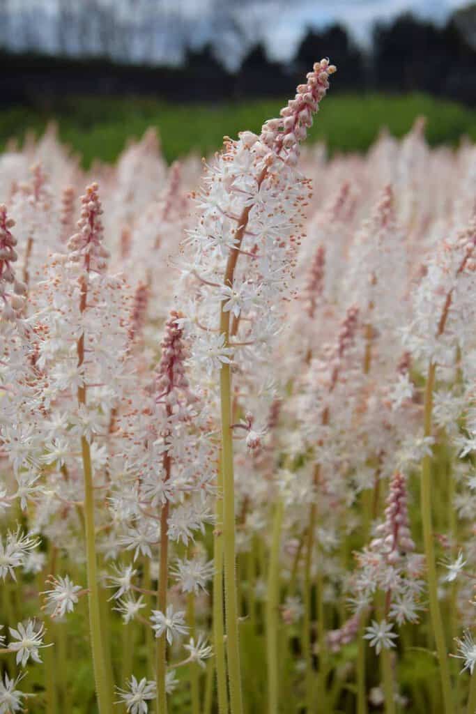 Tiarella 'Iron Butterfly' ® ---
